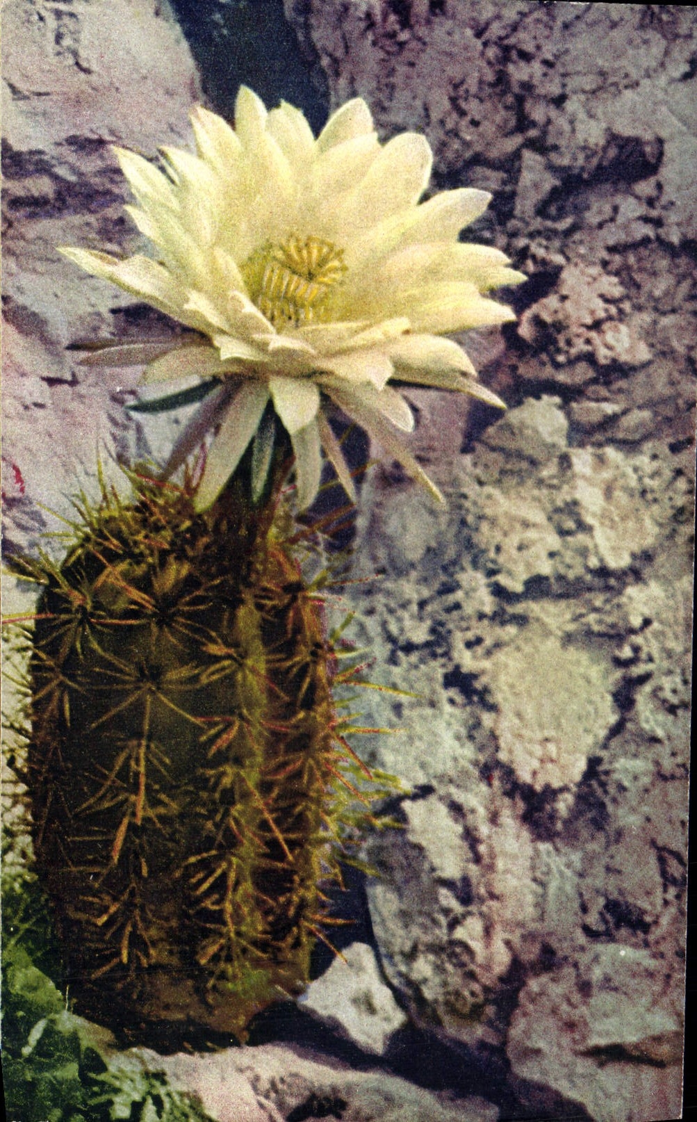 CPA Jardin exotique de Monaco Cereus Gladiatus 
