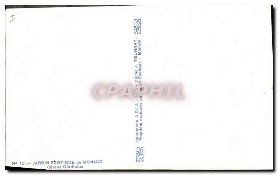 CPA Jardin exotique de Monaco Cereus Gladiatus  — Verso