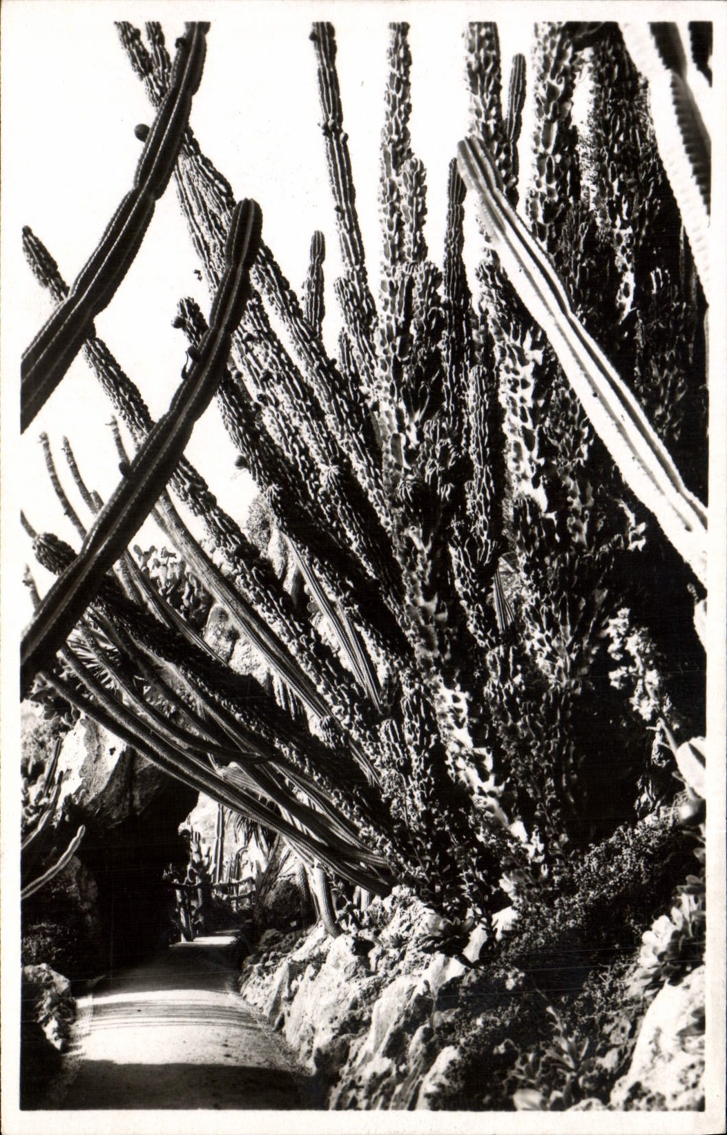 CPM Monaco Les jardins exotiques Cereus monstruosus 