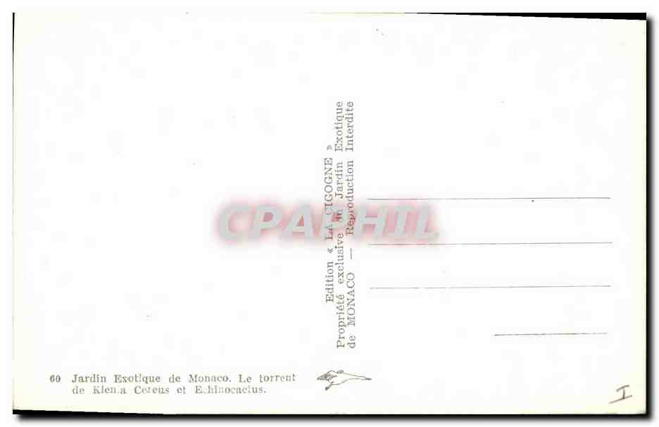 CPM Jardin exotique de Monaco Le torrent de Klenia Cereus  — Verso