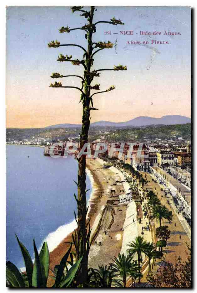 CPA Nice Baie des Anges Aloes en fleurs 