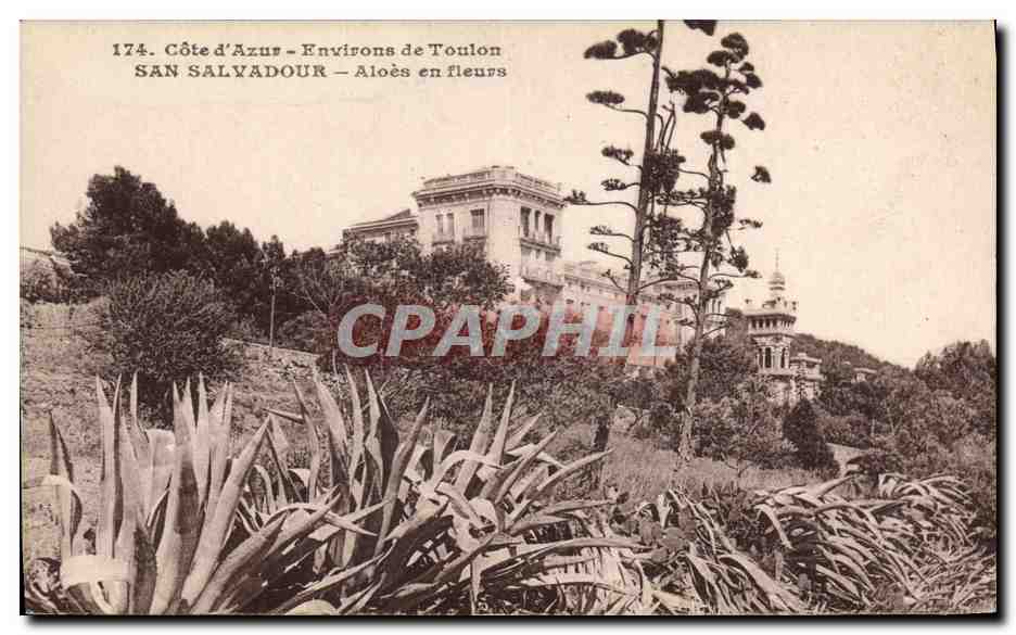 CPA San Salvadour Aloes en fleurs Environs de Toulon 