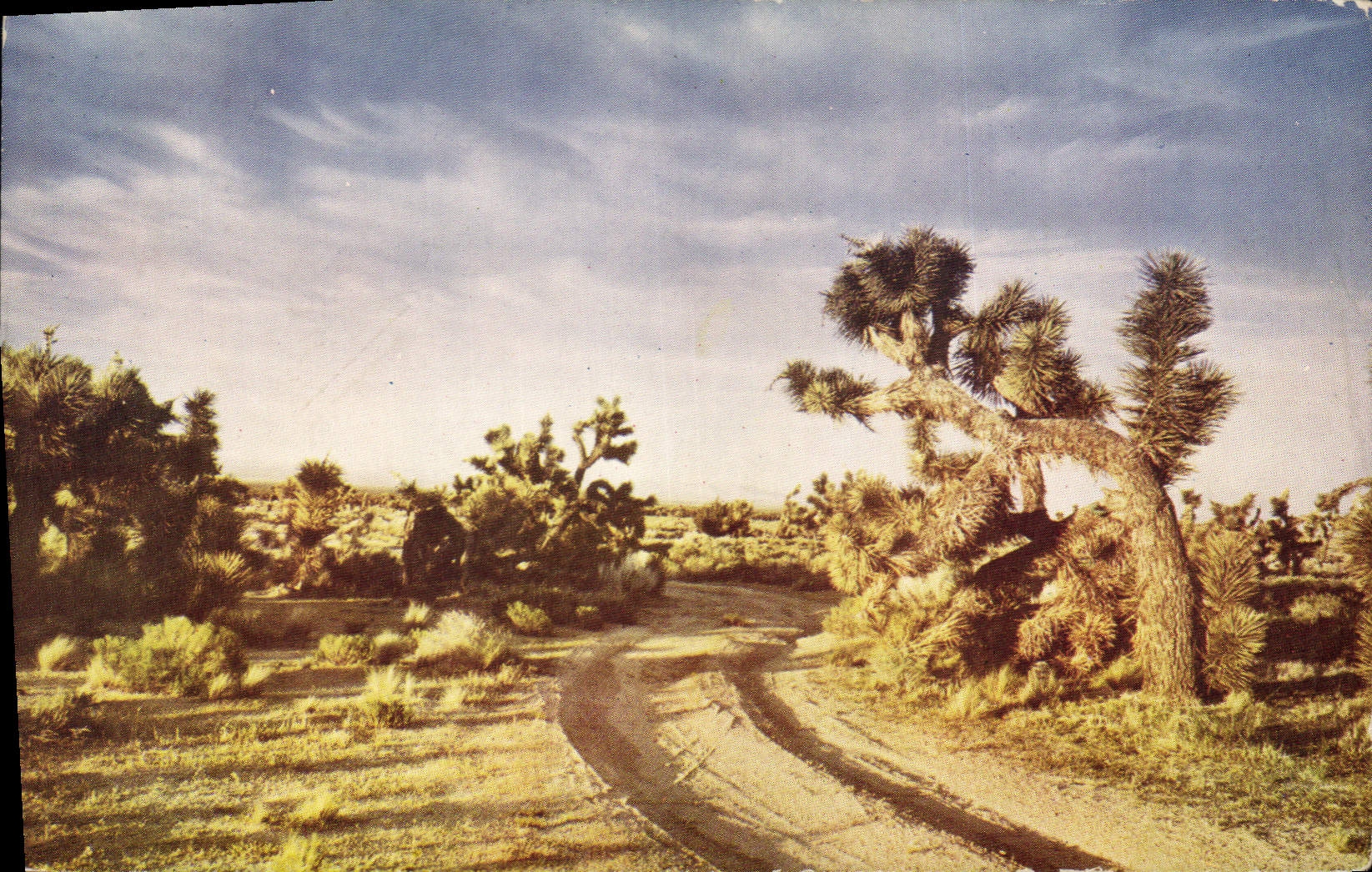 CPM Desert Joshua Tree Sentinel of the desert 
