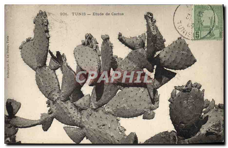 CPA Tunis Etude de cactus 