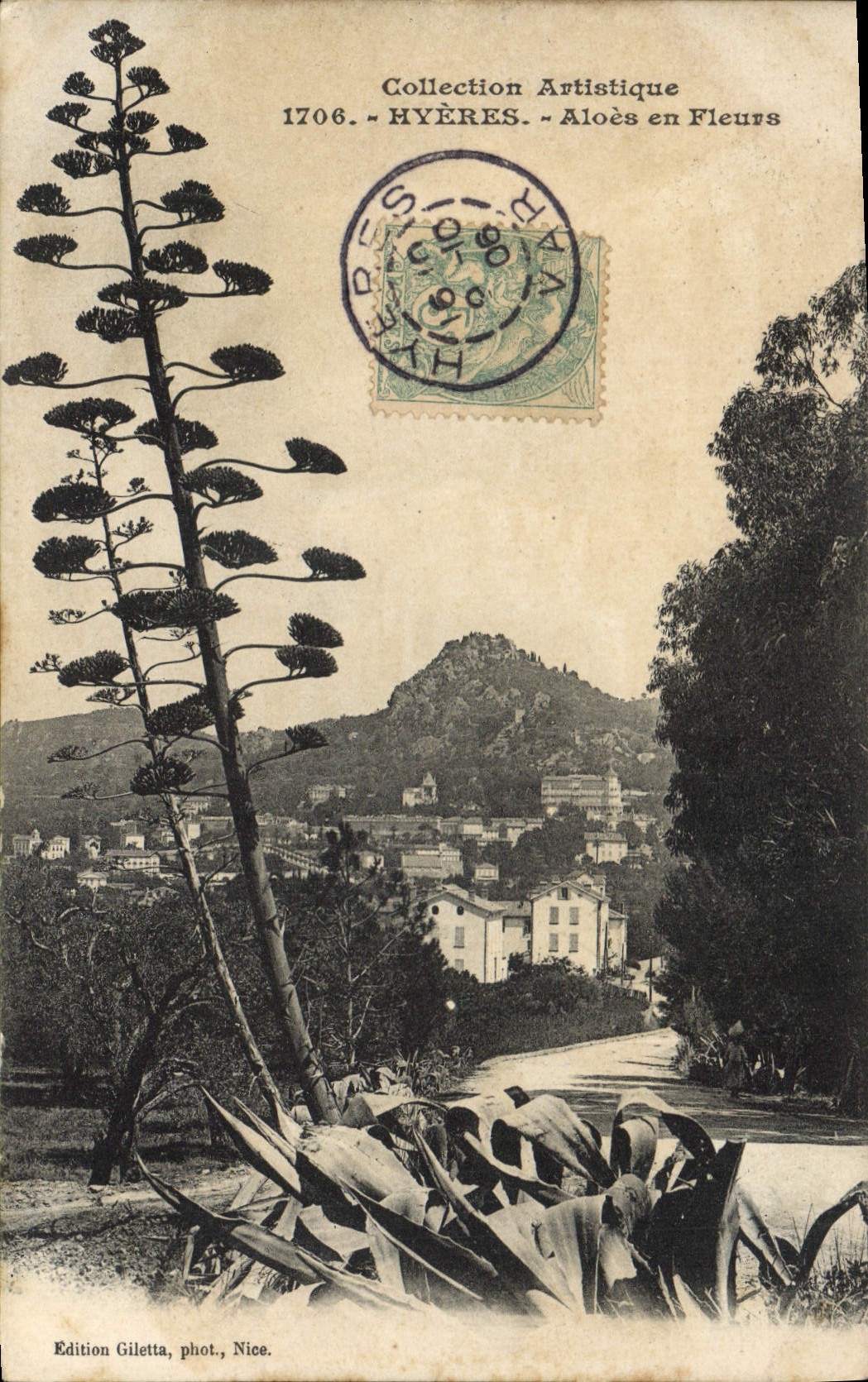 CPA Hyeres Aloes en fleurs 