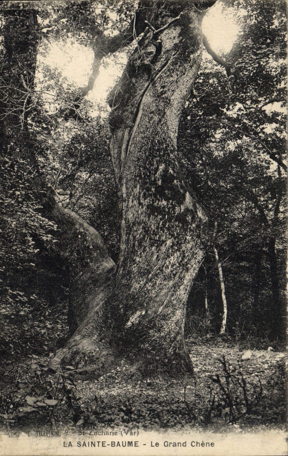 CPA Arbre La Sainte Baume Le grand chene 