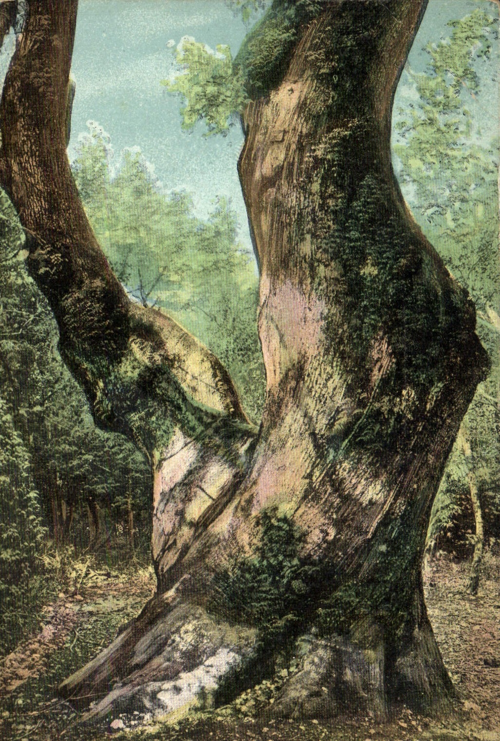 CPA Arbre La Sainte Baume Le gros chene 