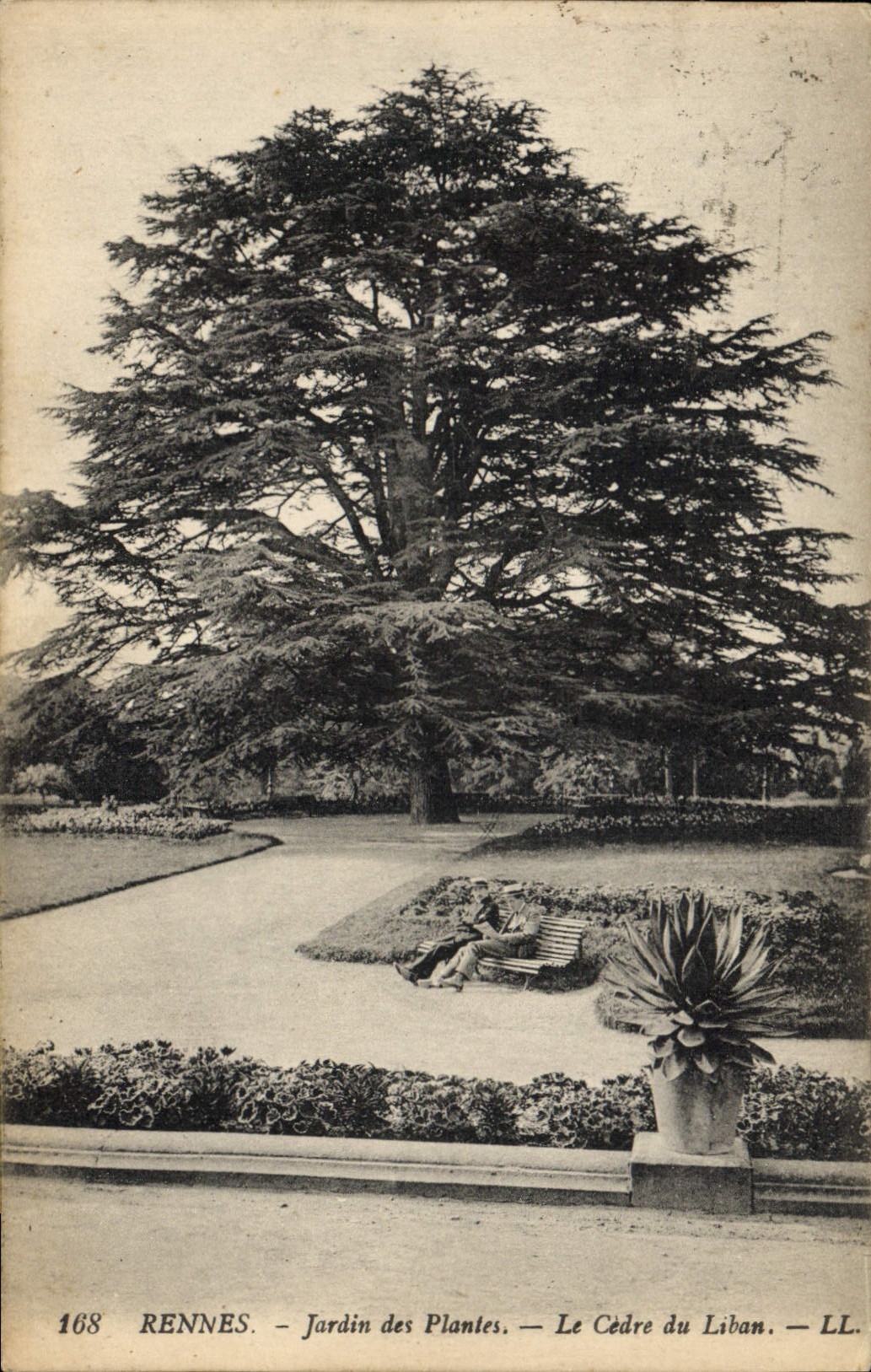 CPA Arbre Rennes Jardin des plantes Le cedre du Liban 
