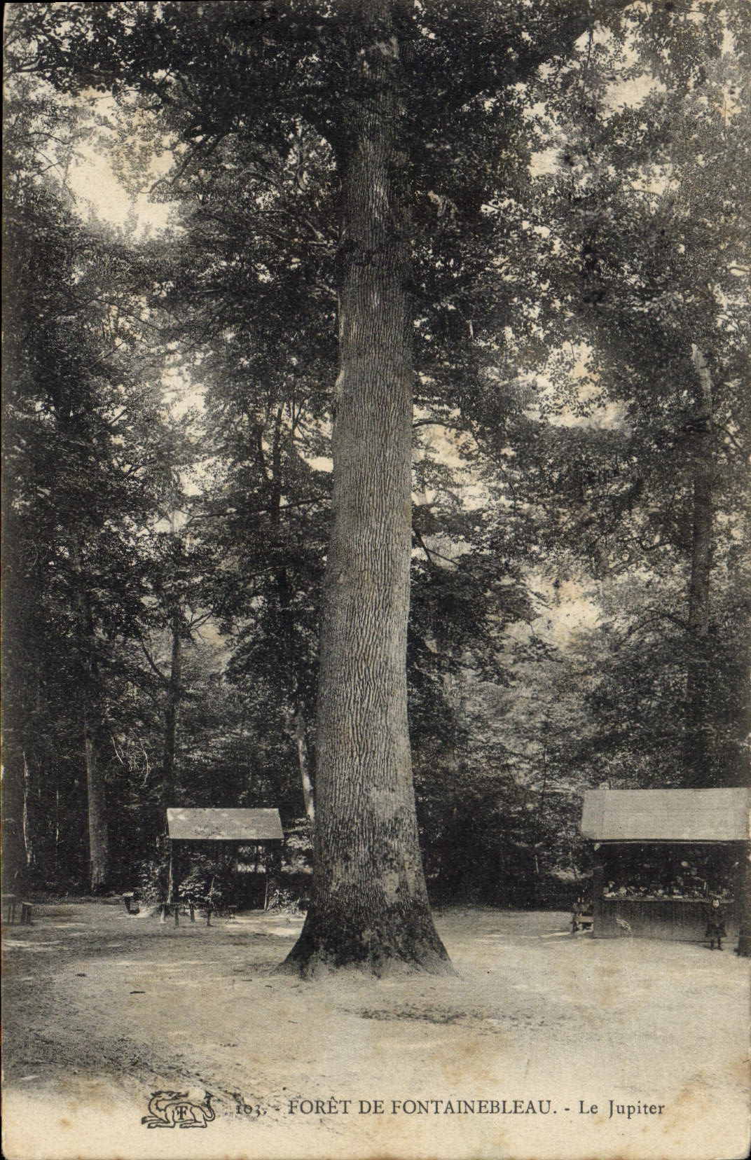 CPA Arbre Foret de Fontainebleau Le Jupiter 