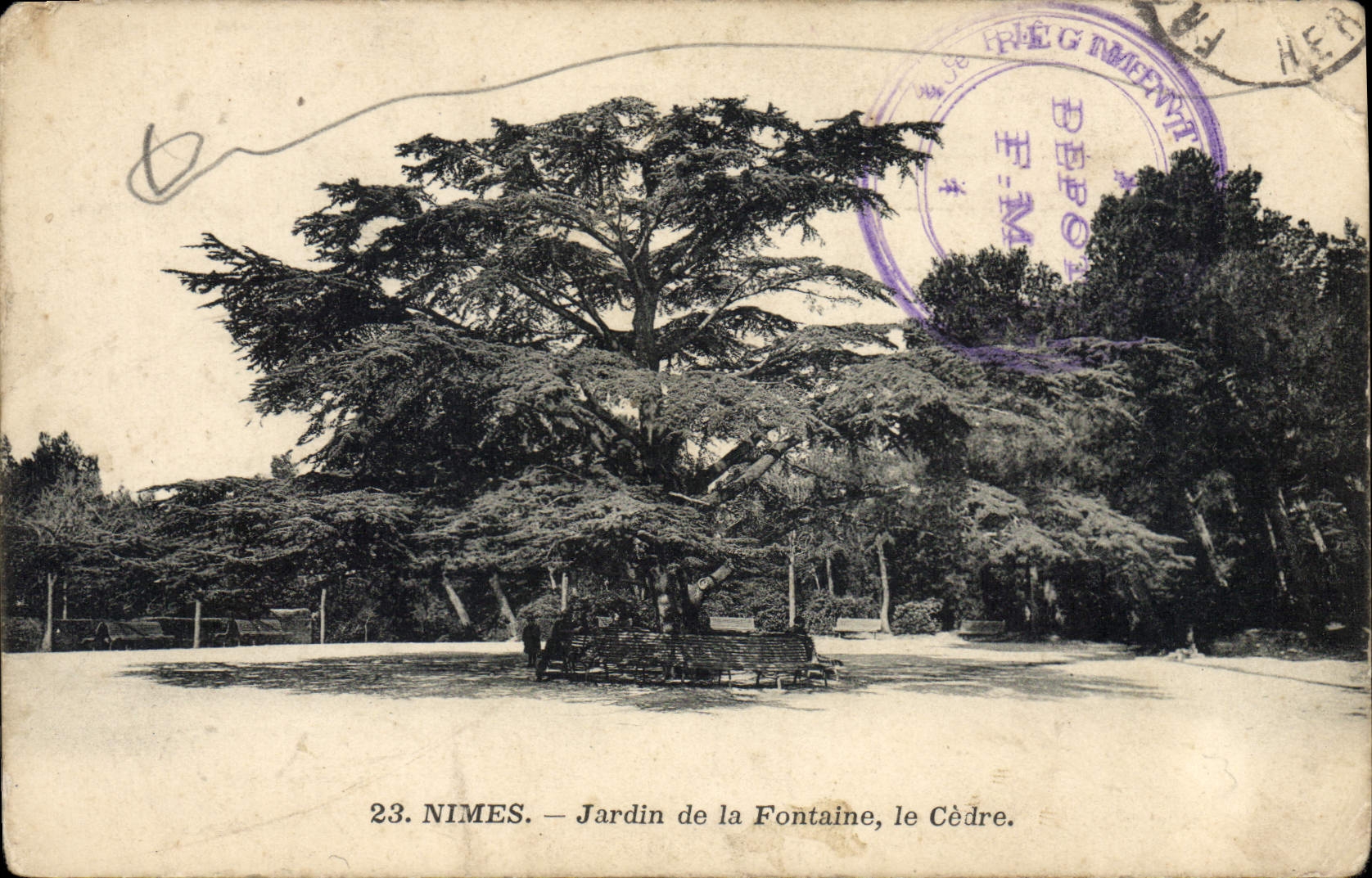 CPA Arbre Nimes Jardin de la fontaine Le Cedre 