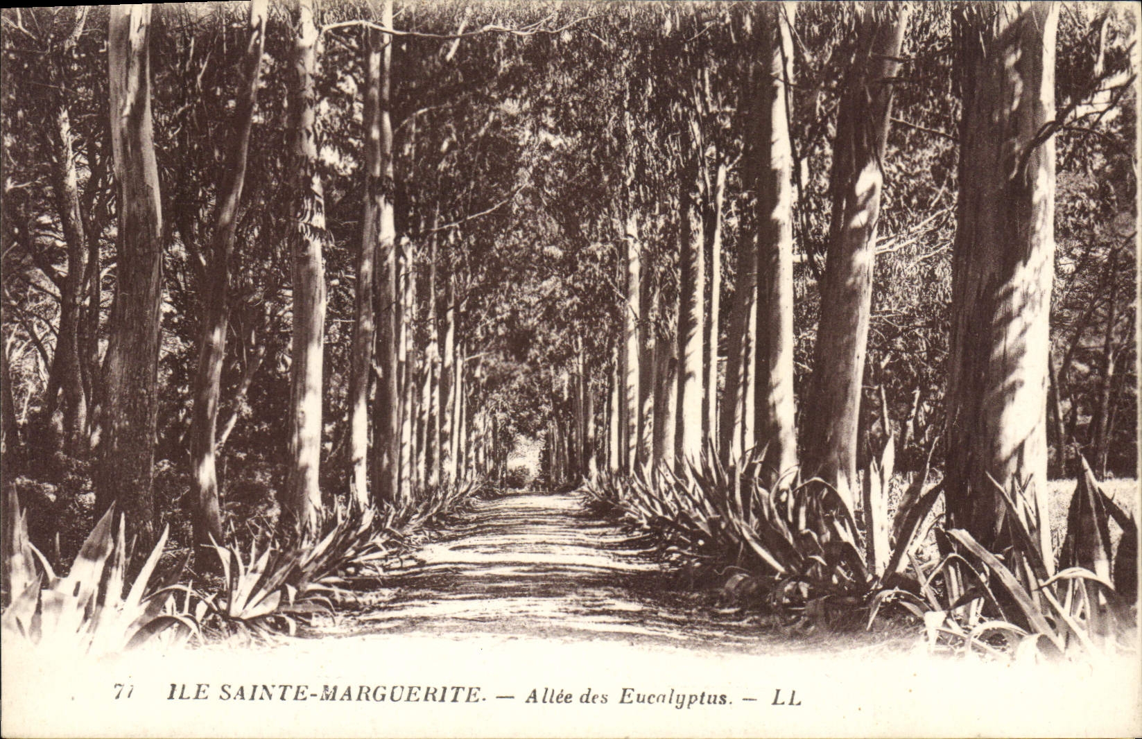 CPA Arbre Ile Sainte Marguerite Allee des Eucalyptus 