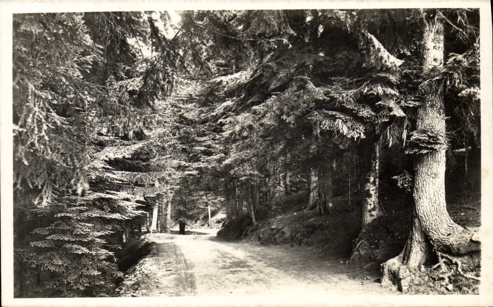 CPA Arbre Peira Cava Route et foret de Turuni 
