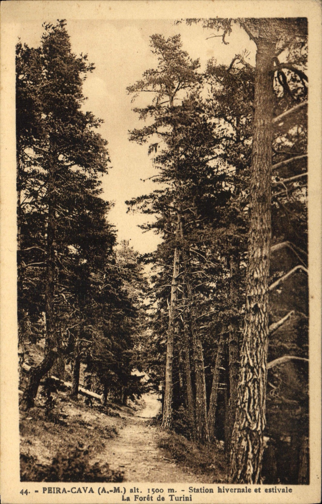 CPA Arbre Peira Cava Station hivernale et estivale La foret de Turini 
