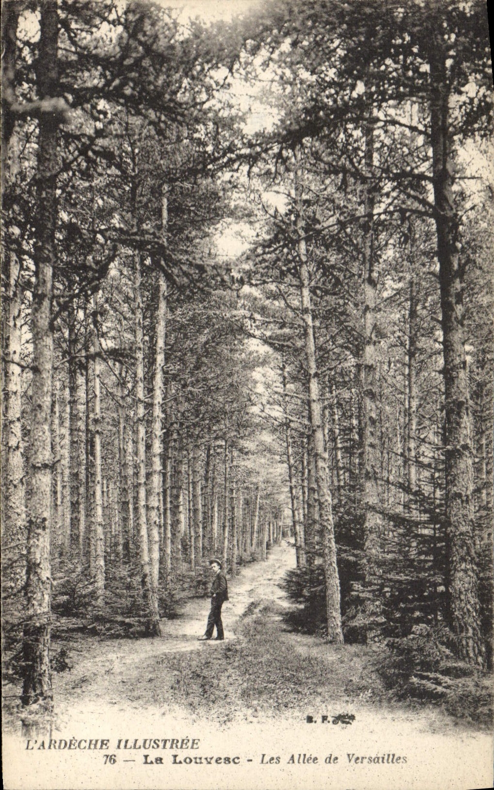 CPA Arbre La Louvesc Les allee de Versailles 