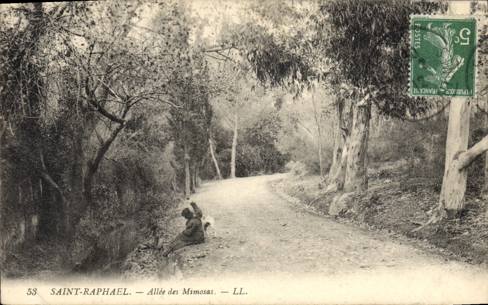 CPA Arbre Saint Raphael Allee des Mimosas 