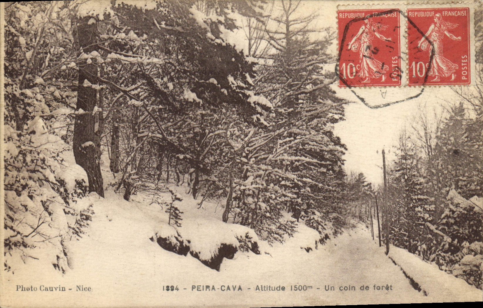 CPA Arbre Peira Cava Un coin de foret 