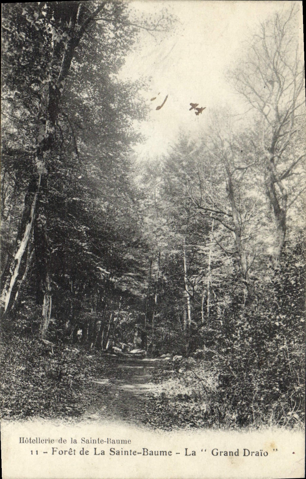CPA Arbre Foret de la Sainte Baume La Grand Draio 