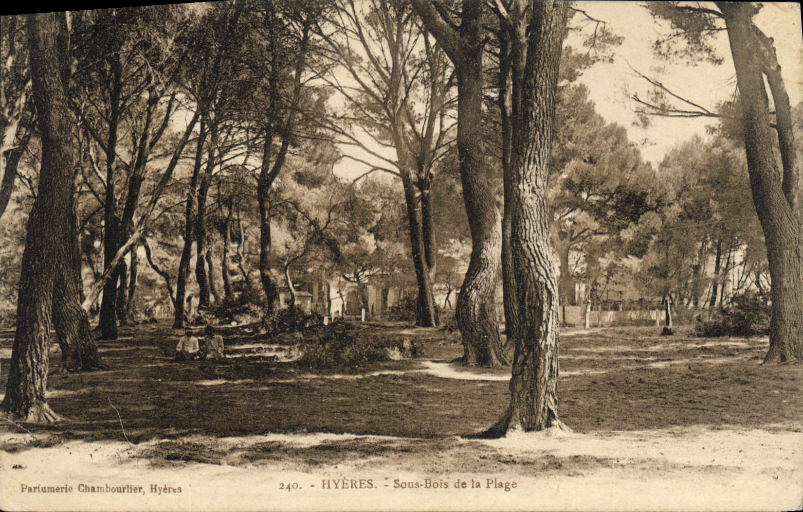 CPA Arbre Hyeres Sous bois de la plage 