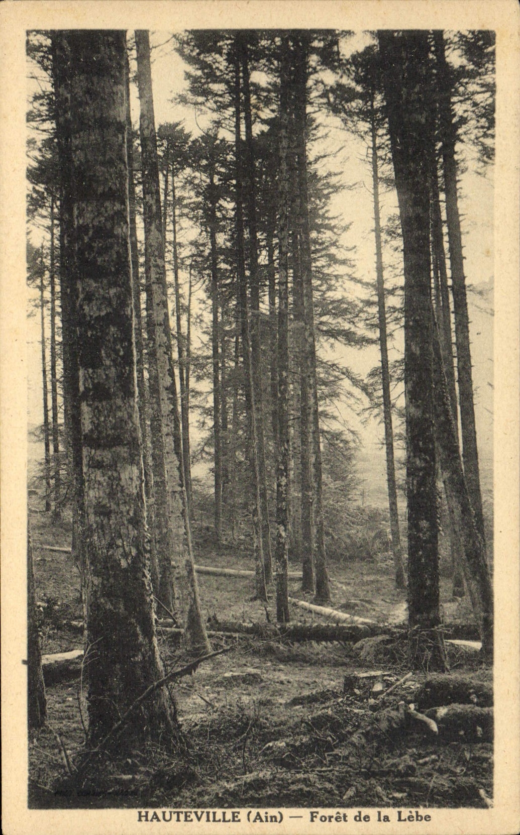 CPA Arbre Hauteville Foret de la Lebe 