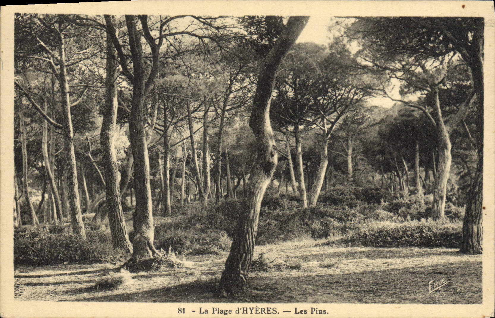 CPA Arbre La plage d'Hyeres Les pins 
