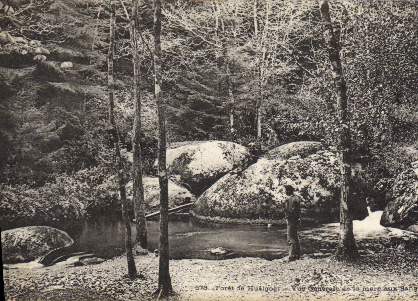 CPA Arbre Foret de Huelgoat Vue generale de la mare aux sangliers 