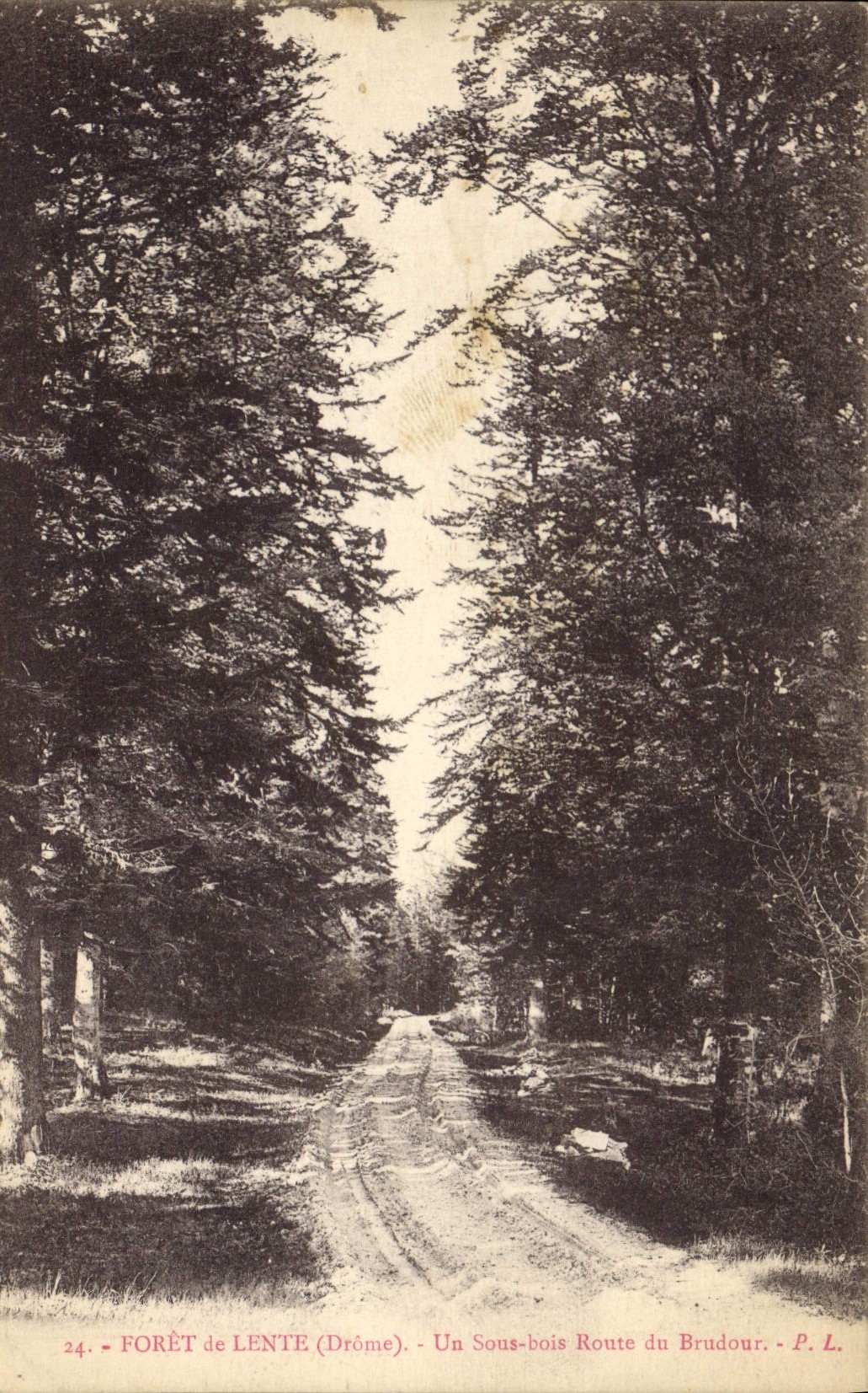 CPA Arbre Foret de Lente Un sous bois Route du Brudour 