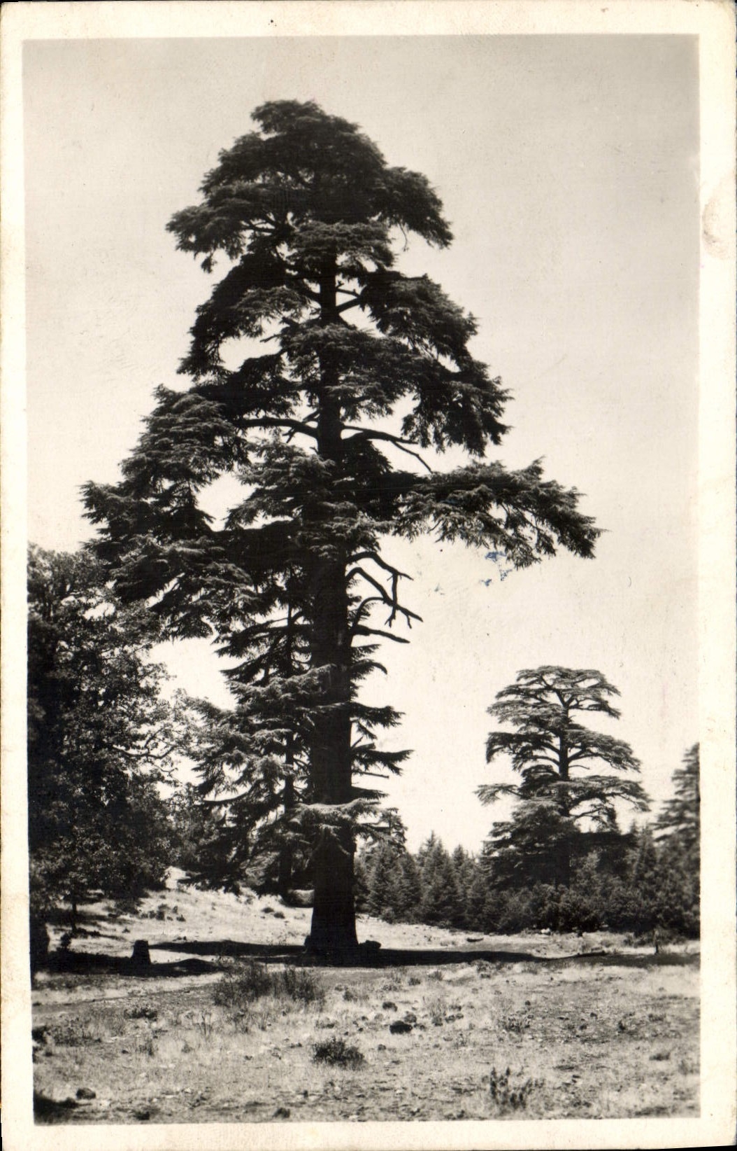 CPA Arbre Environs d'Azrou Le Cedre Gouraud 