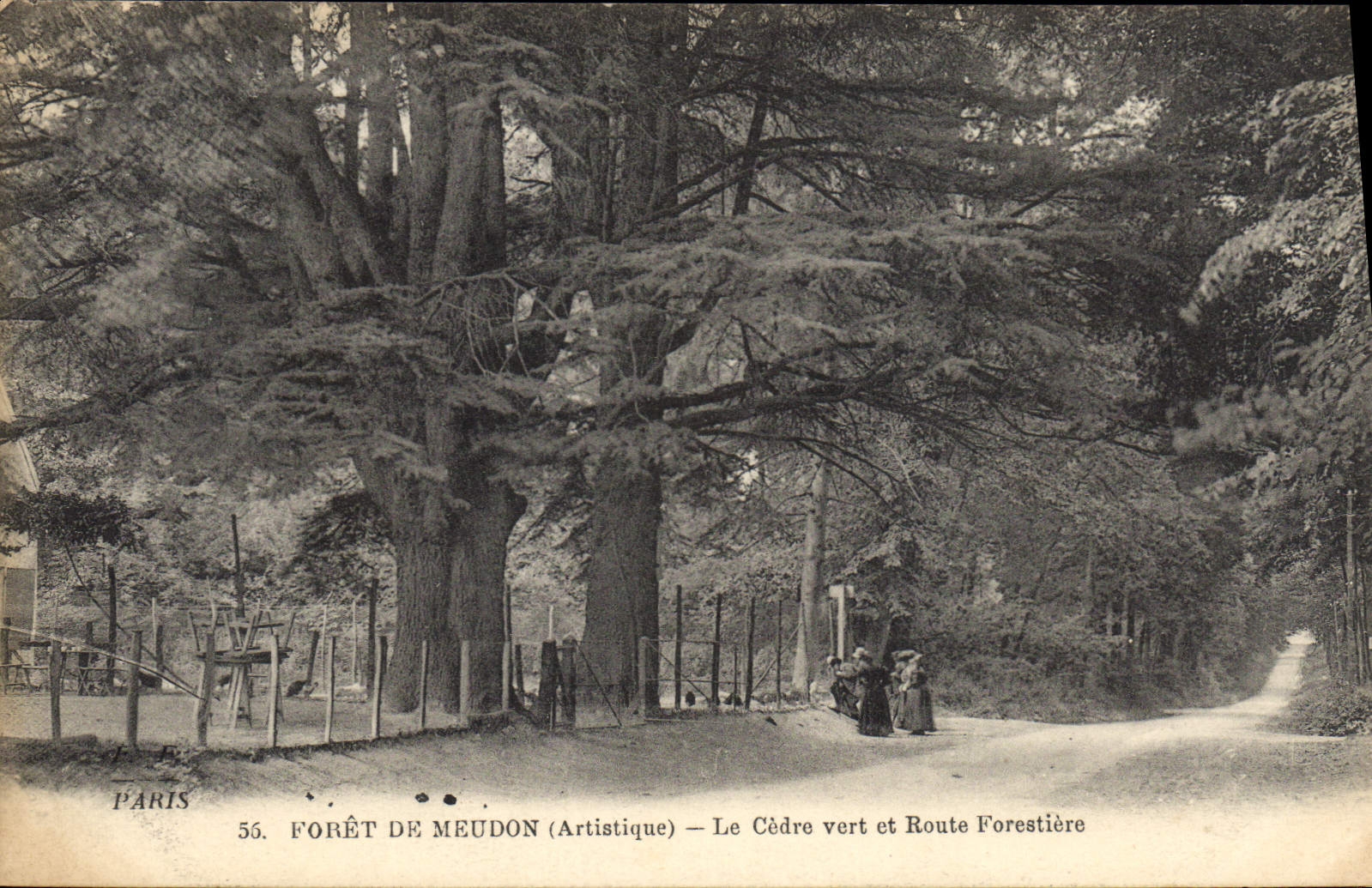 CPA Arbre Foret du Meudon Le cedre vert et route forestiere 