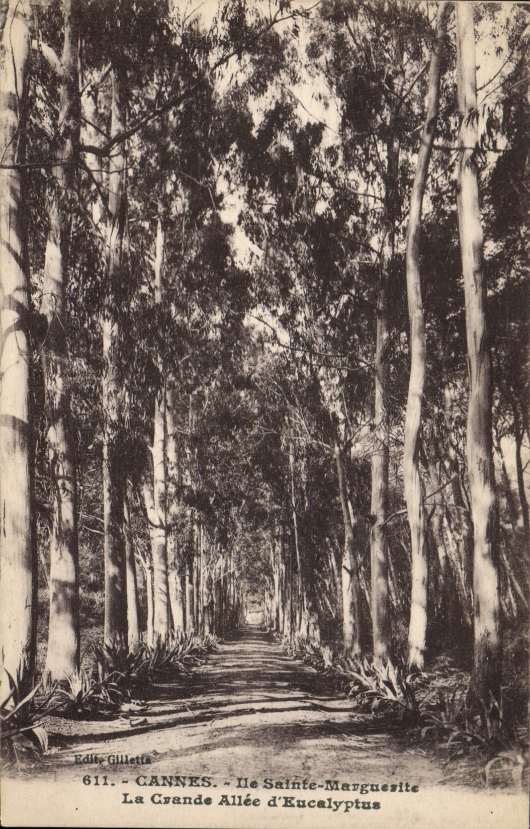 CPA Arbre Cannes Ile Sainte Marguerite La grande allee d'eucalyptus 