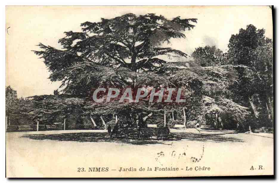 CPA Arbre Nimes Jardin de la fontaine Le cedre 