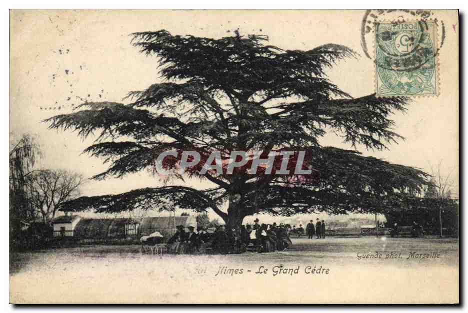 CPA Arbre Nimes Le grand cedre 