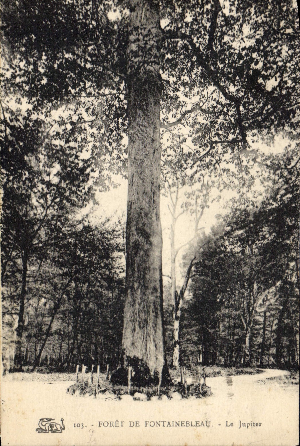 CPA Arbre Foret de Fontainebleau Le Jupiter 