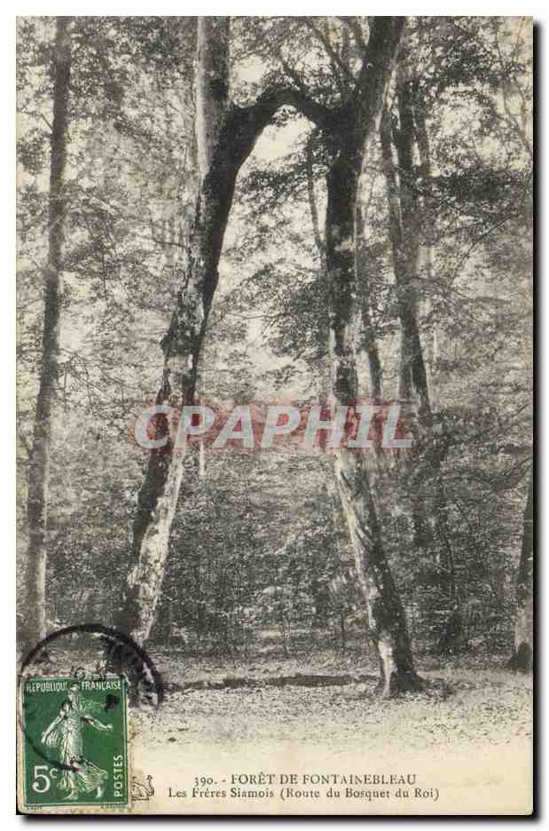 CPA Arbre Foret de Fontainebleau Les freres Siamois Route du Bosquet du Roi 