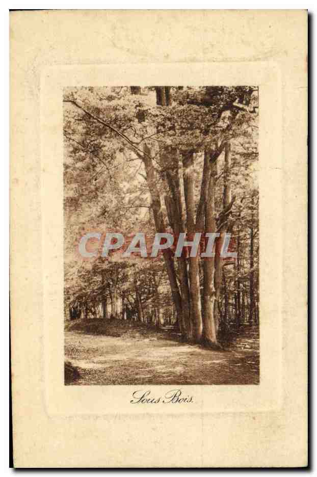 CPA Arbre Sous bois 
