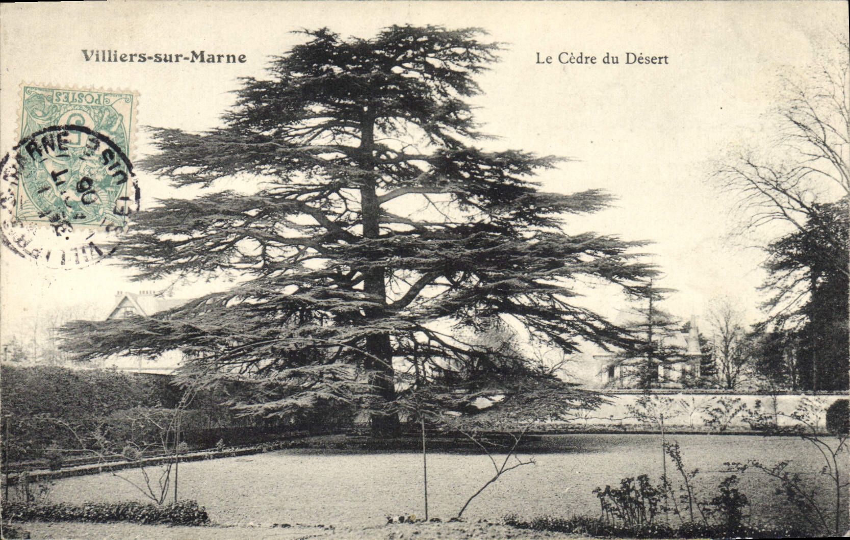 CPA Arbre Villiers sur Marne Le cedre du desert 