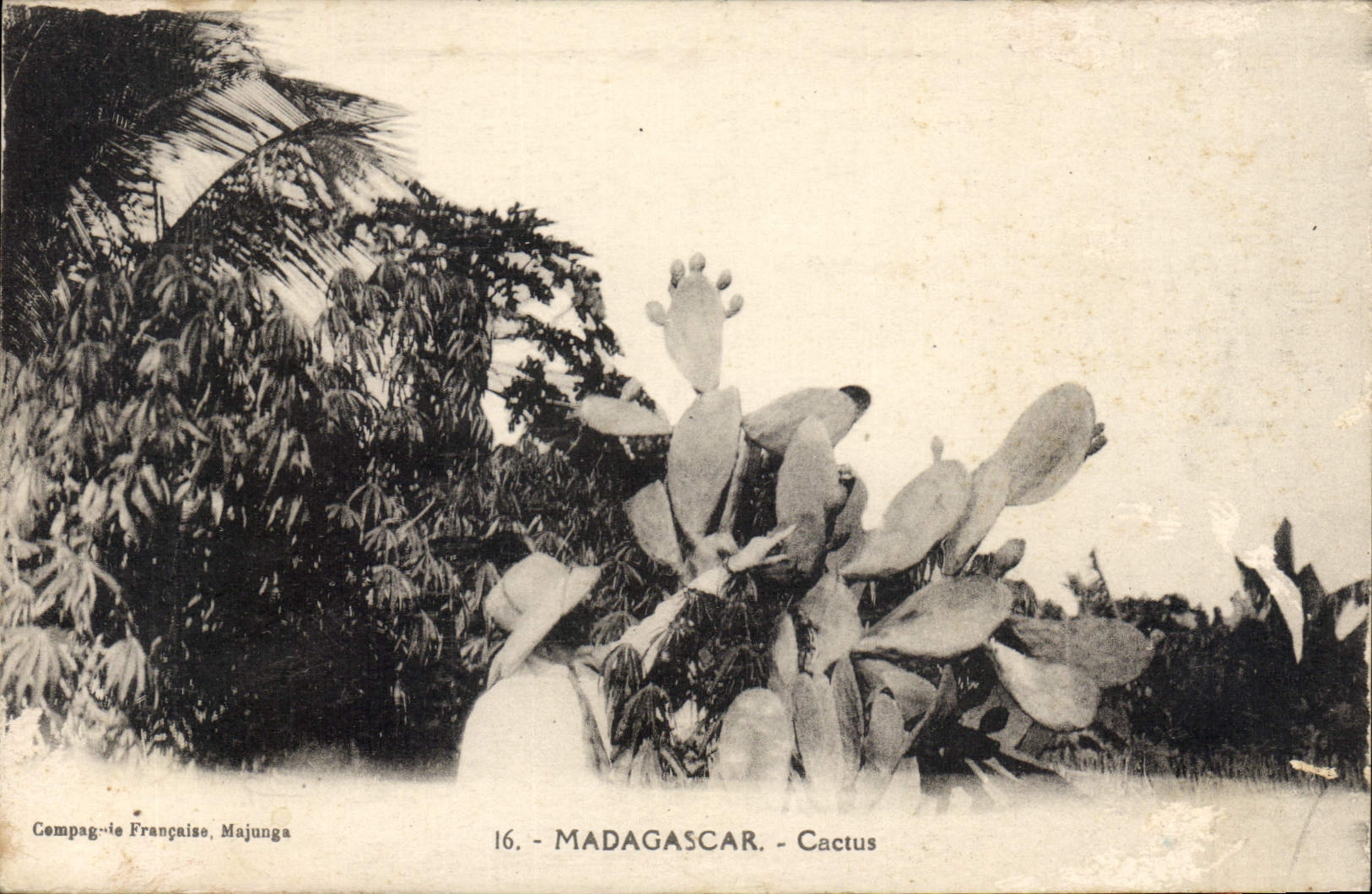 CPA Fleurs Madagascar Cactus 