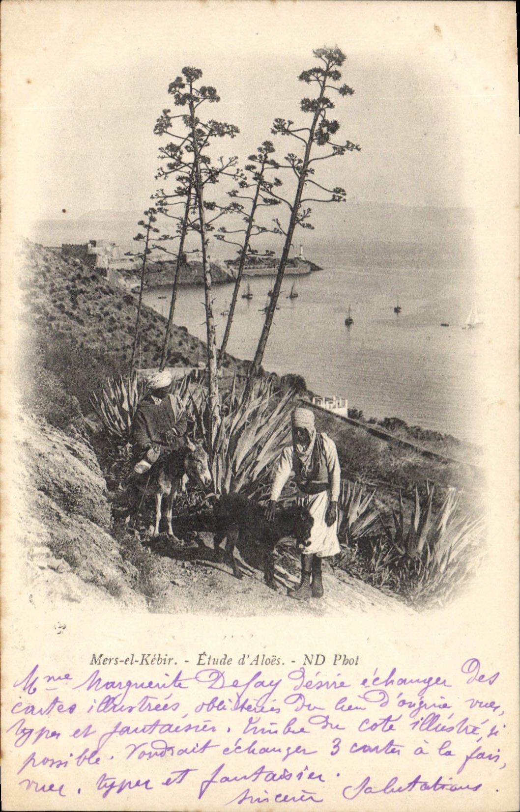 CPA Fleurs Mers el kebir Etude d'aloes Ane mule 