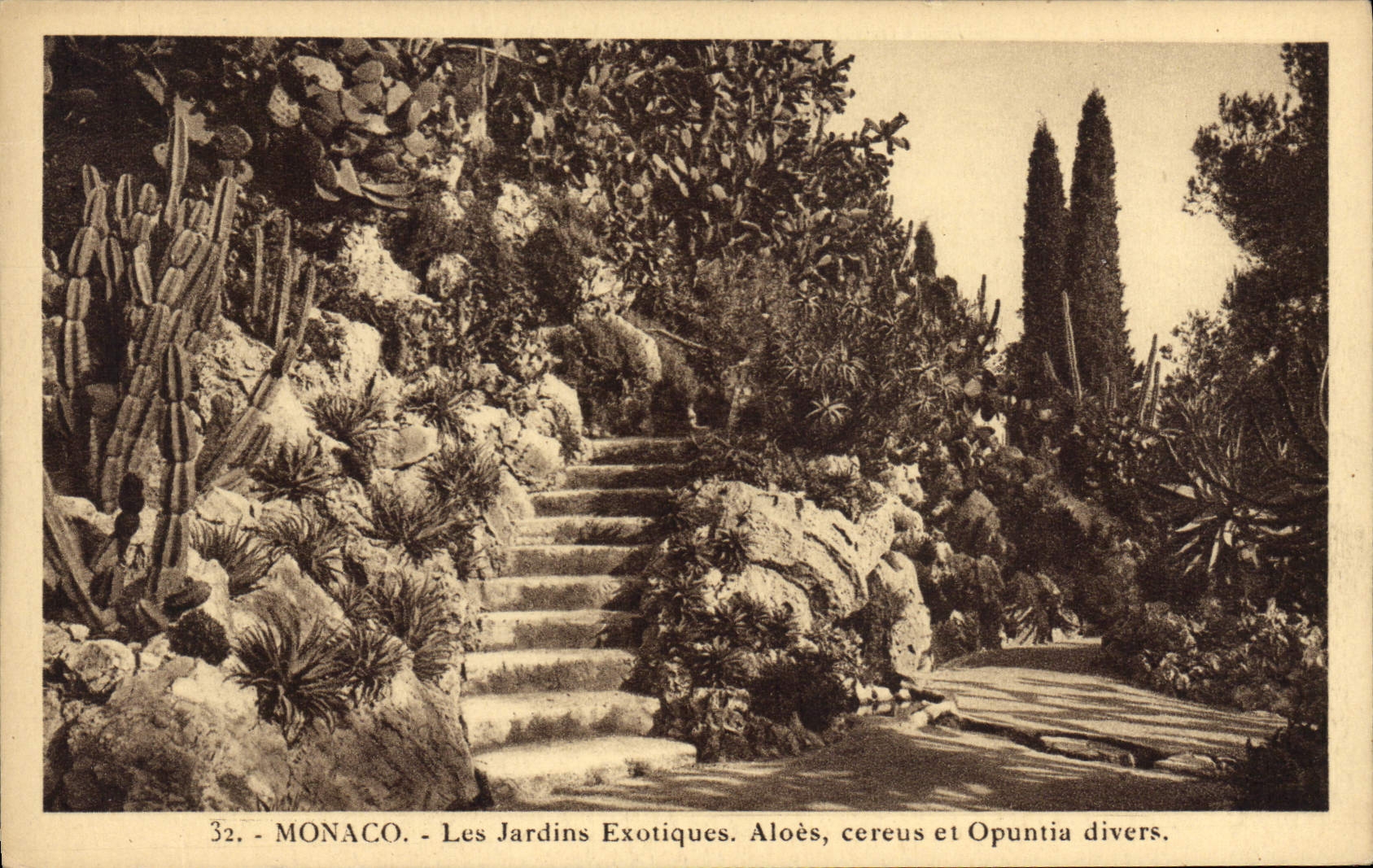 CPA Fleurs Monaco Les jardins exotiques Aloes cereus et Opuntia divers 