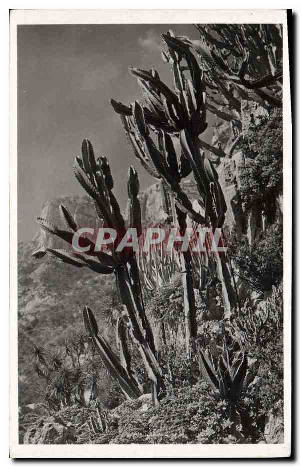 CPM Fleurs Jardin exotique de Monaco Euphorbia Neutra et divers 
