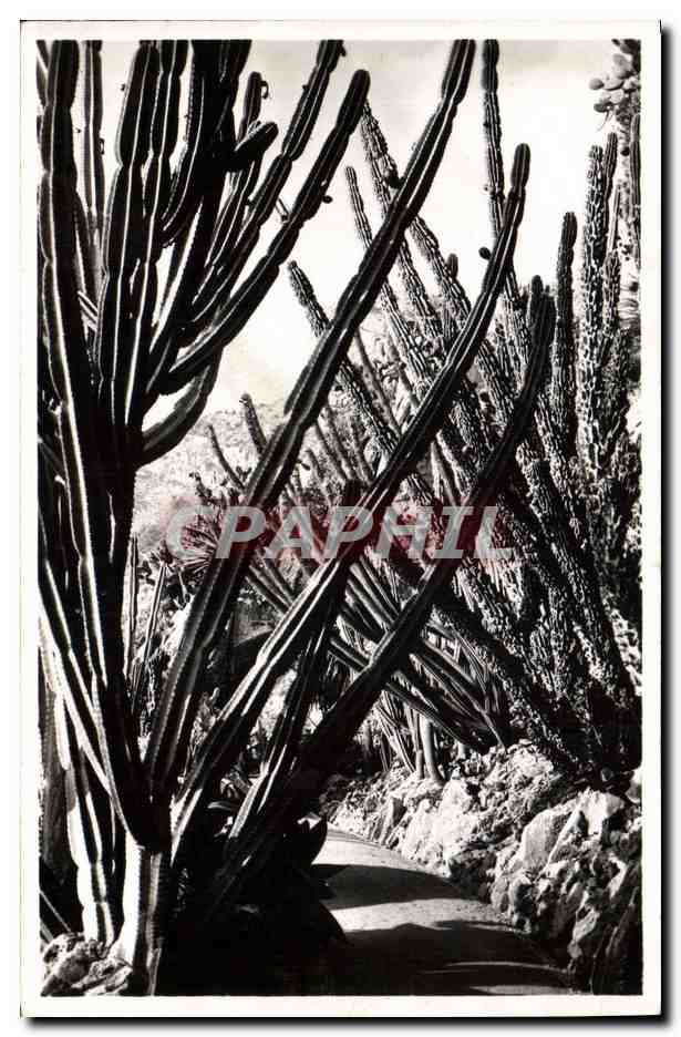 CPM Fleurs Les jardins exotiques Cereus validus Monstruosus 