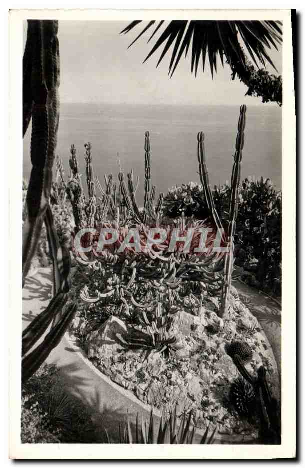 CPM Fleurs Jardin exotique de Monaco Groupe de Cereus Geometrisans Agaves Cereus et Opuntis divers 