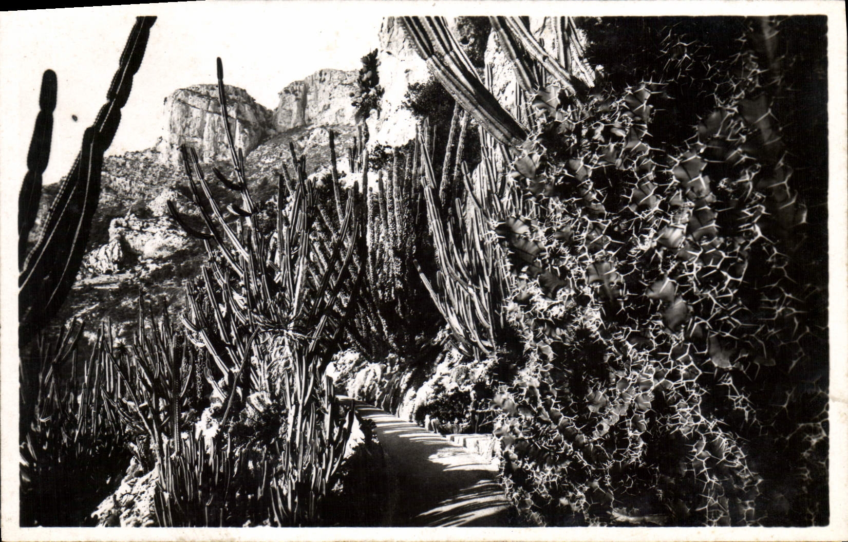 CPA Fleurs Monaco Les jardins exotiques Euphrbes et Cereus divers 