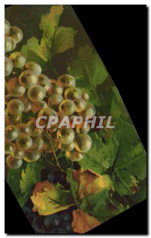Groseilles — nature morte — T.A.M. n° 1010 - Recto
