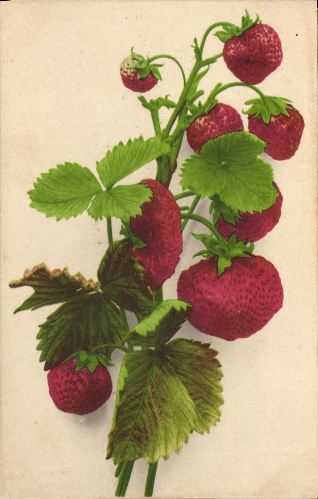 CPA Fleurs Fraises 