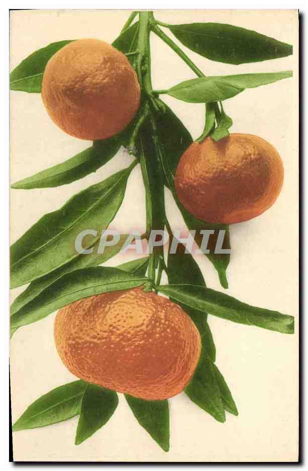CPA Fruits 