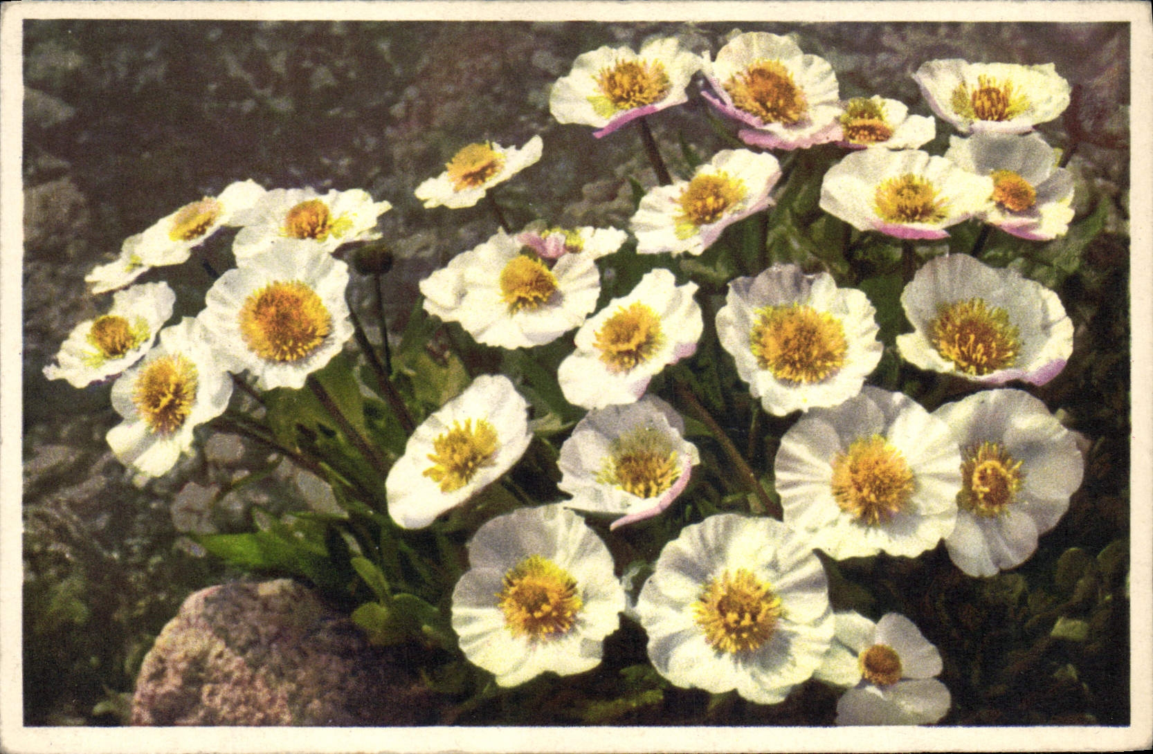 CPA Fantaisie Fleurs Glacier Buttercup