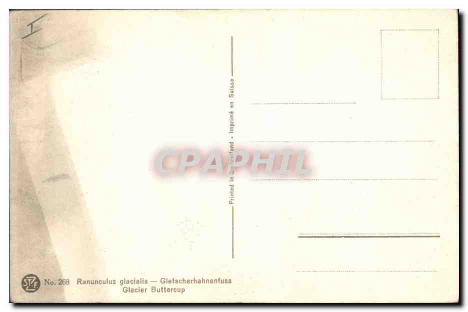 CPA Fantaisie Fleurs Glacier Buttercup — Verso