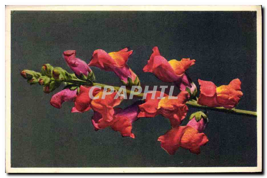 CPA Fantaisie Fleurs Snapdragon