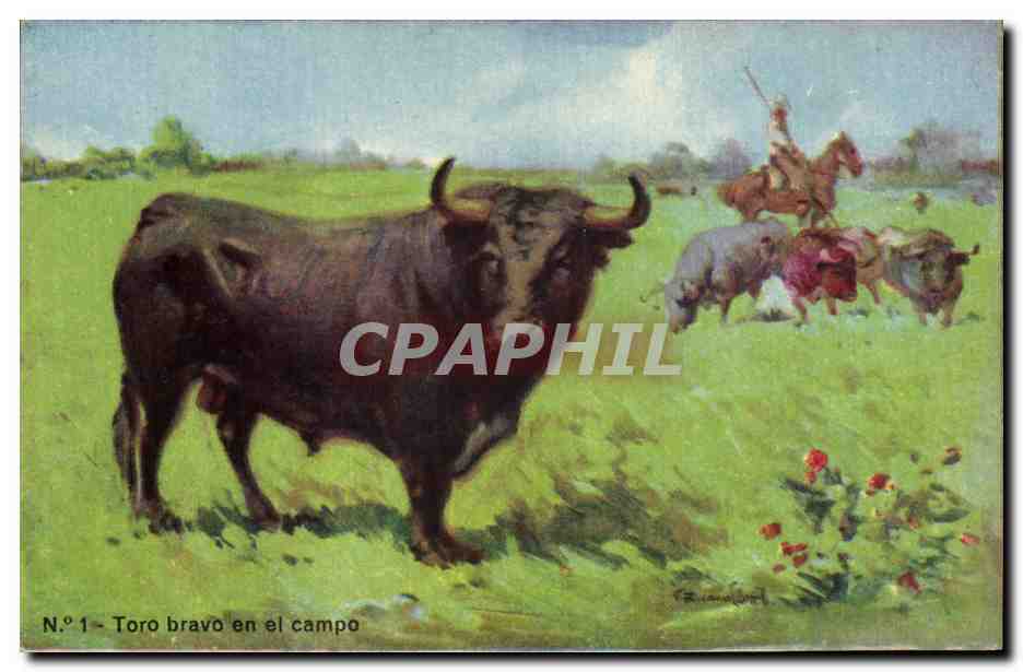 CPA Corrida Course de taureaux Toro bravo en el campo 