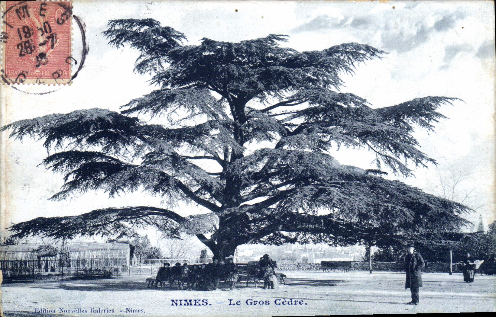 CPA Arbre Nimes Le grand cedre 